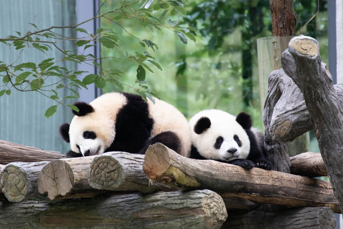 Chengdu